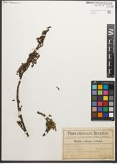 Foto von Salix retusa L.